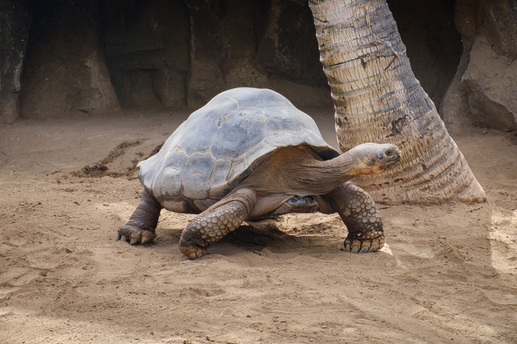 Día Mundial de las Tortugas con Xenpal