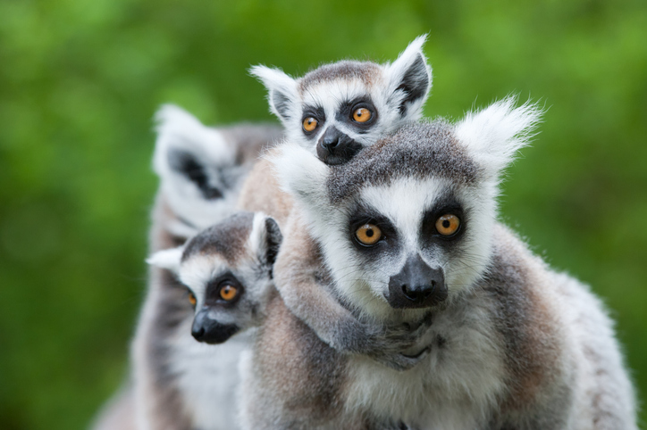 Animales Exóticos Lemures Zoológico Xenpal