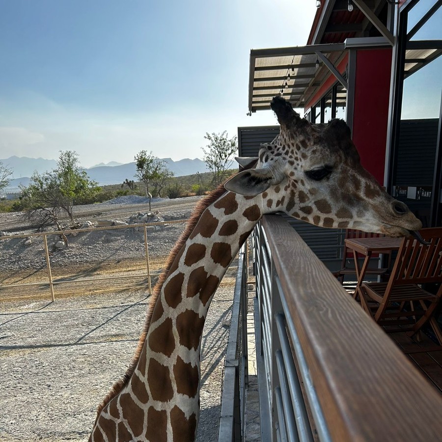 Jirafas Zoológico Xenpal Rafa