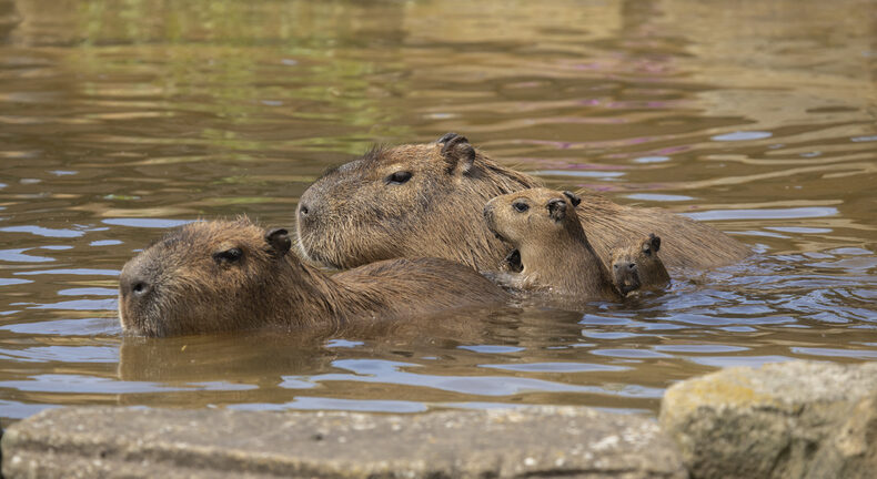 Animales Exóticos Capibaras Zoológico Xenpal