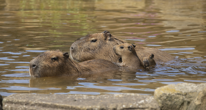 Animales Exóticos Capibaras Zoológico Xenpal