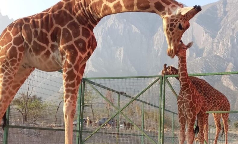 Jirafas Zoológico Xenpal Aurora